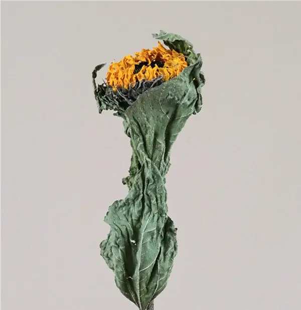 Увядший подсолнух на однотонном фоне со сморщенными зелеными листьями и увядшими желтыми лепестками вызывает ощущение упадка и ностальгии.