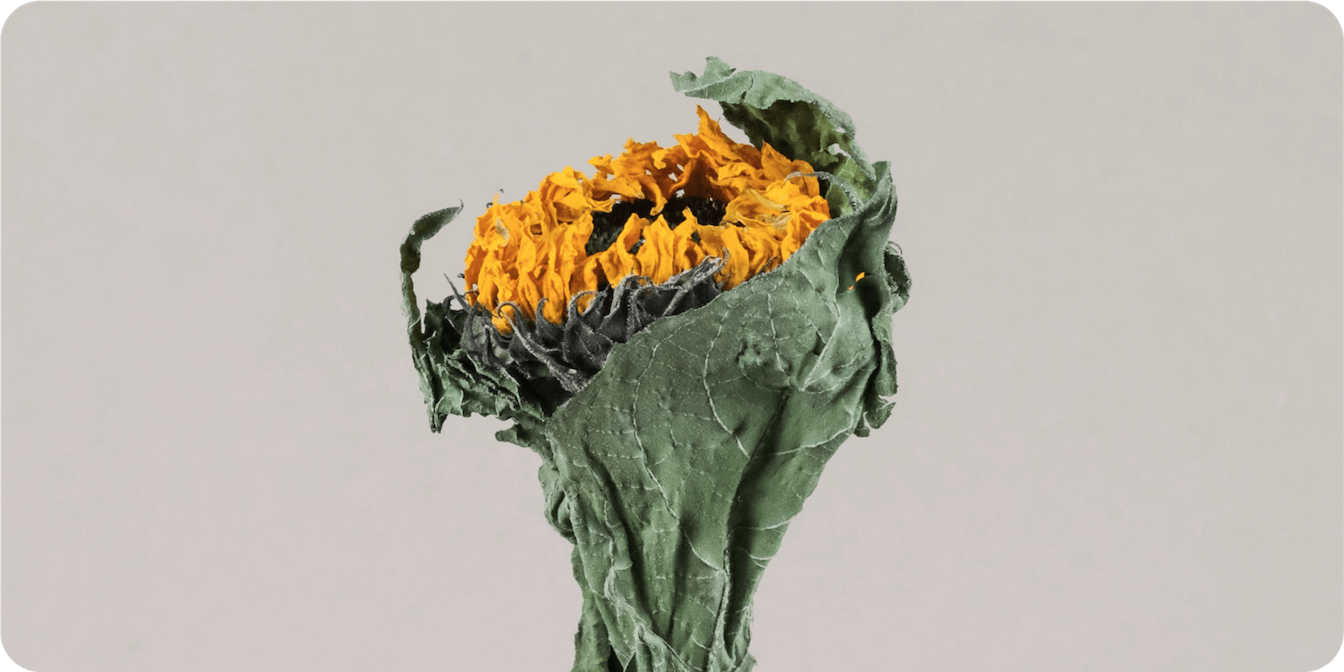 Увядший подсолнух на однотонном фоне со сморщенными зелеными листьями и увядшими желтыми лепестками вызывает ощущение упадка и ностальгии.